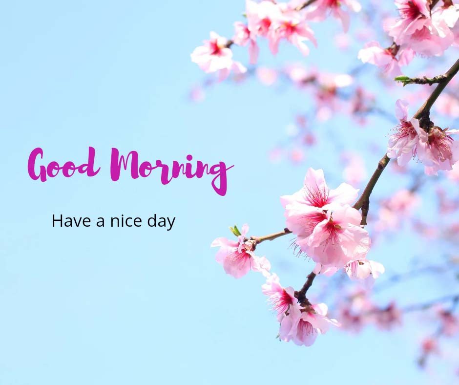 Good Morning Images With Lovely Flowers