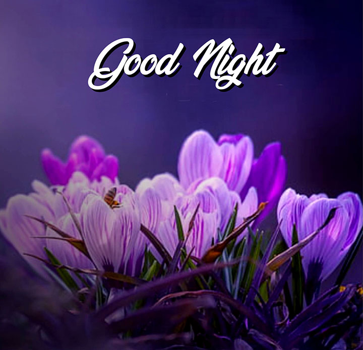 Good Night Images