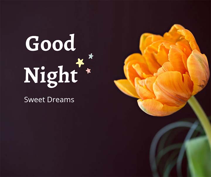 Good Night Images Flowers