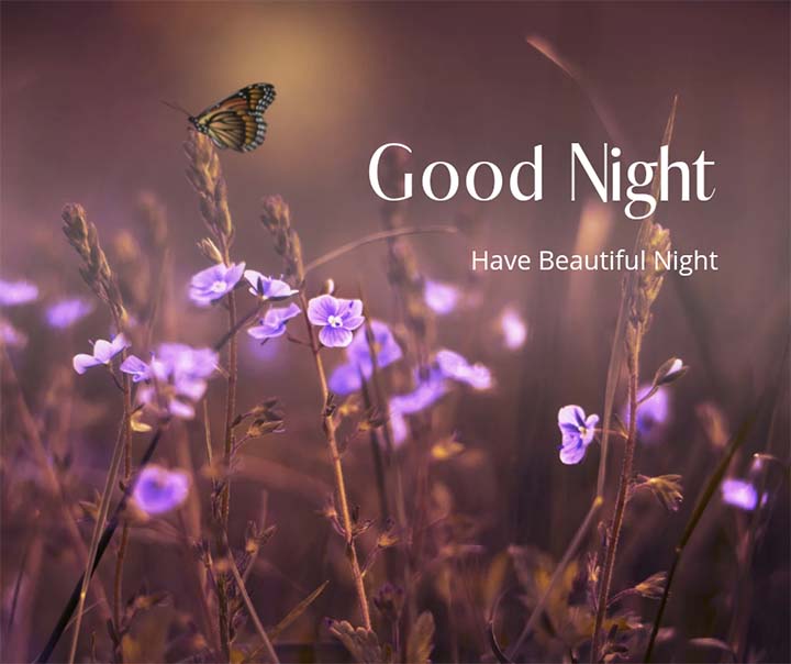 Good Night Picture