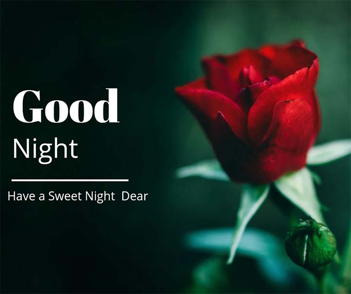 Good Night Images Rose
