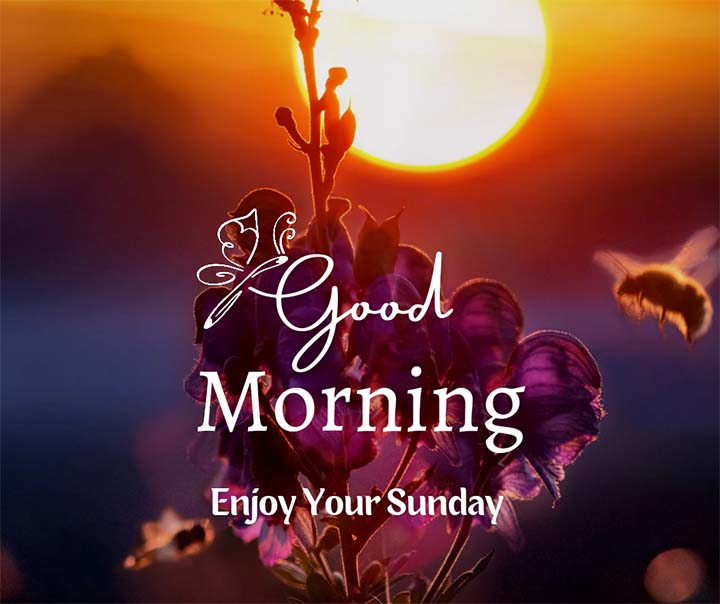 Morning Sunday Photo