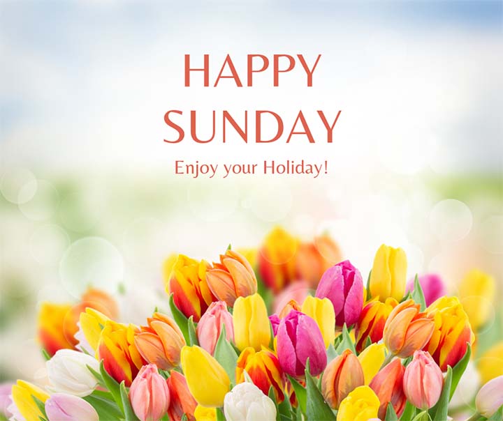 Happy Sunday Greetings Images With Tulip Flowers