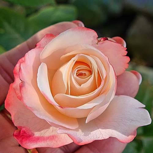 Rose Whatsapp Dp Photo