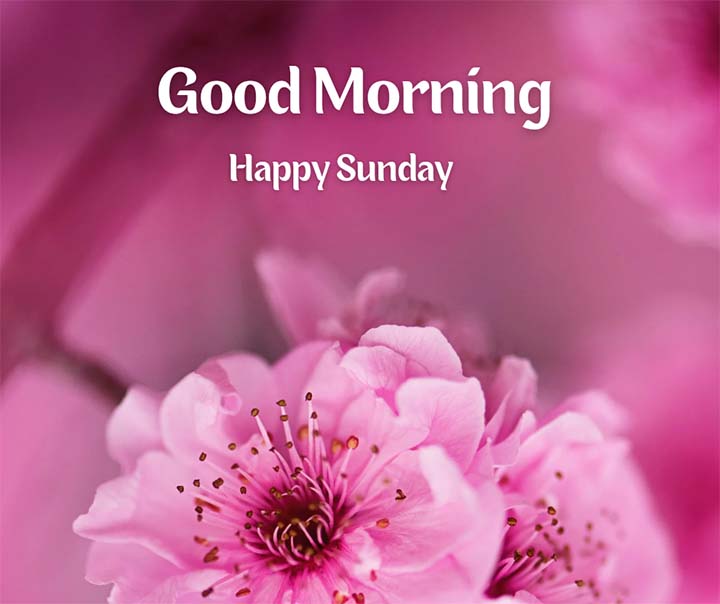 Beautiful Good Morning Sunday Images With Lovely Pink FLowers