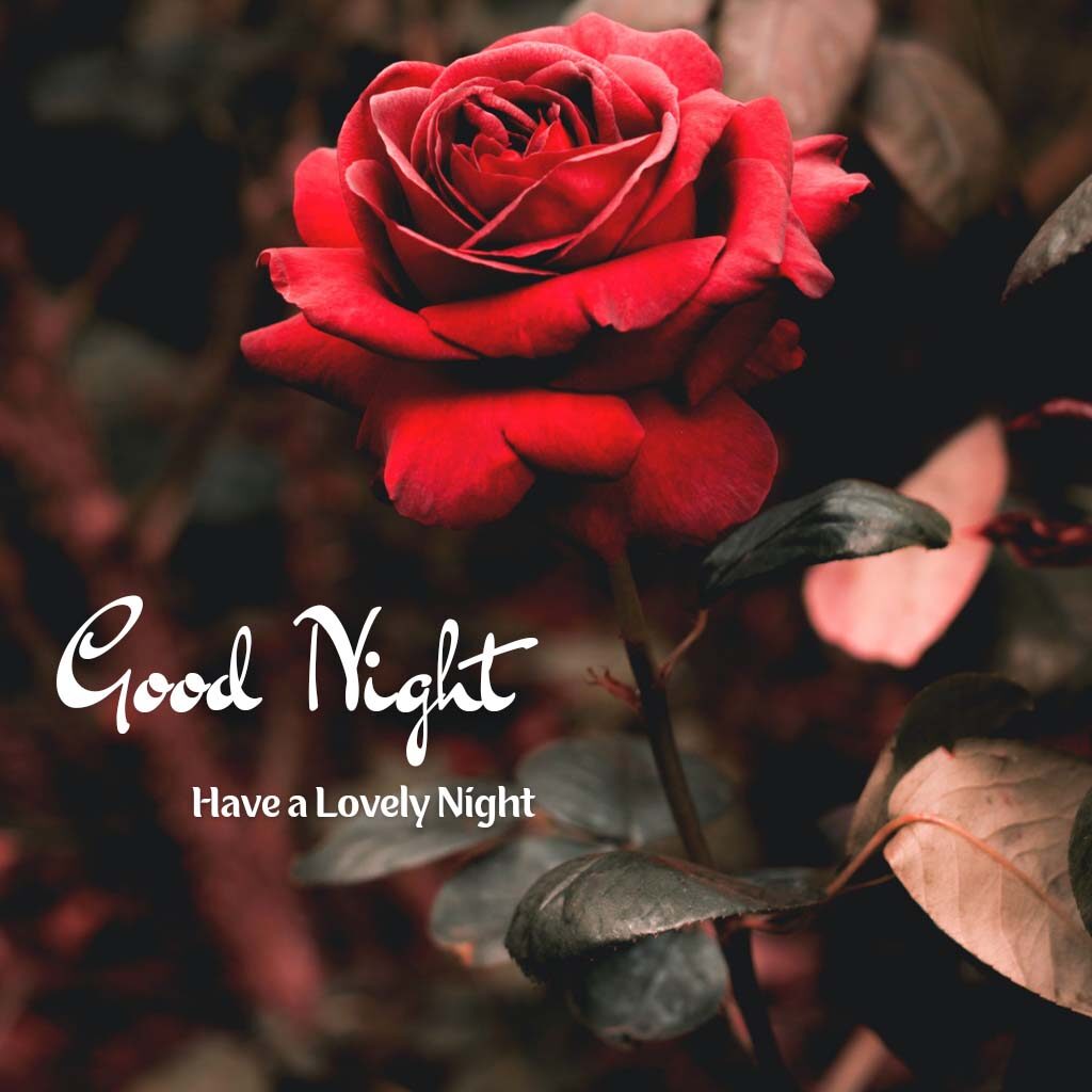 Love Good Night Picture With Rose Background